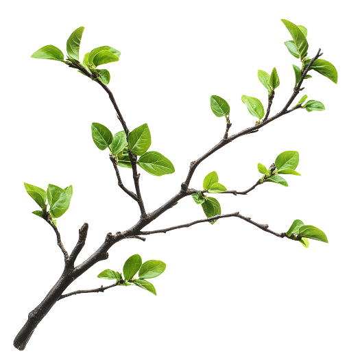 A tree branch with green leaves on a white background