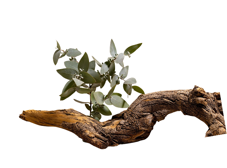 A tree branch with leaves growing out of it.
