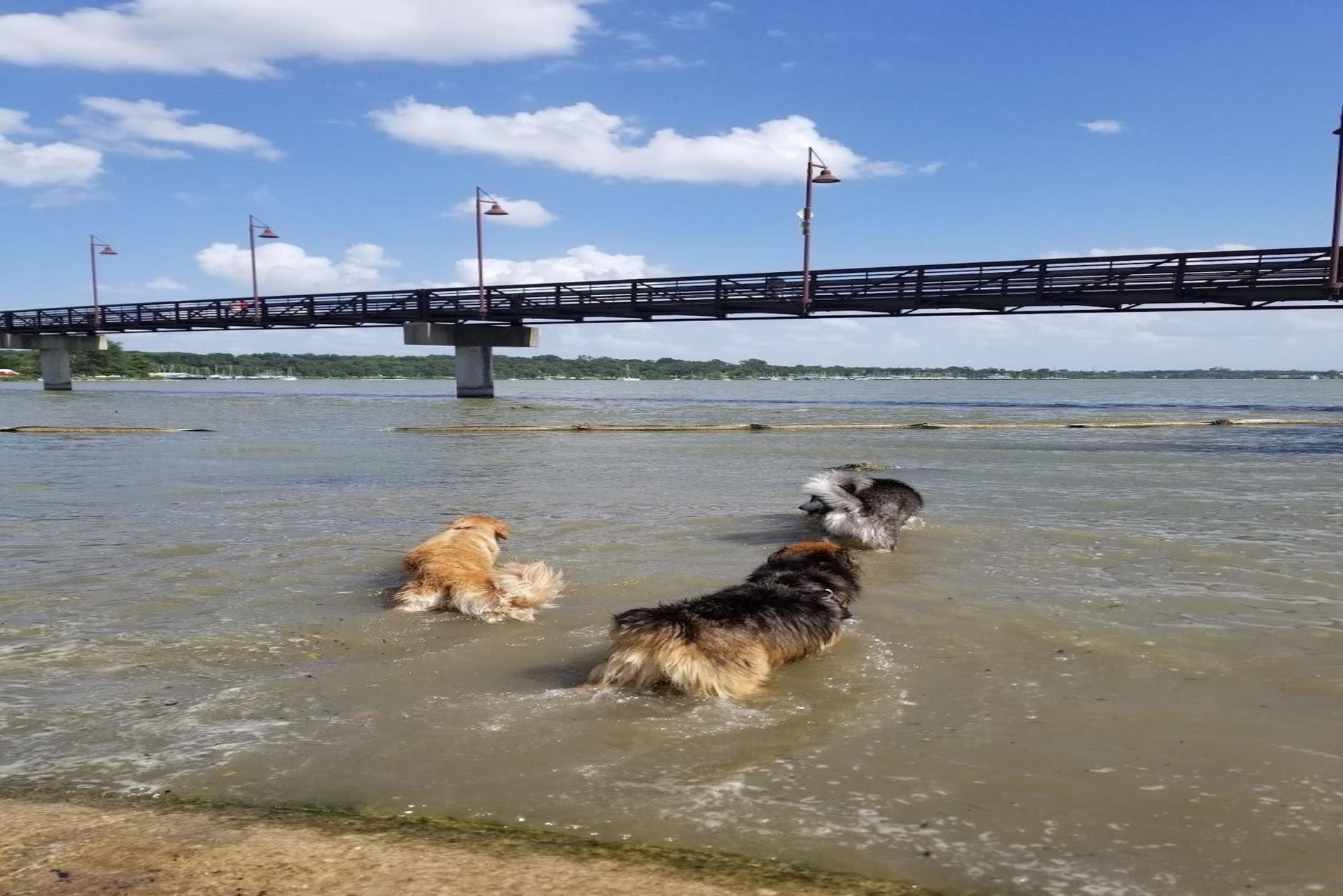 White Rock Lake Dog Park in the DFW Metro Area, Tx