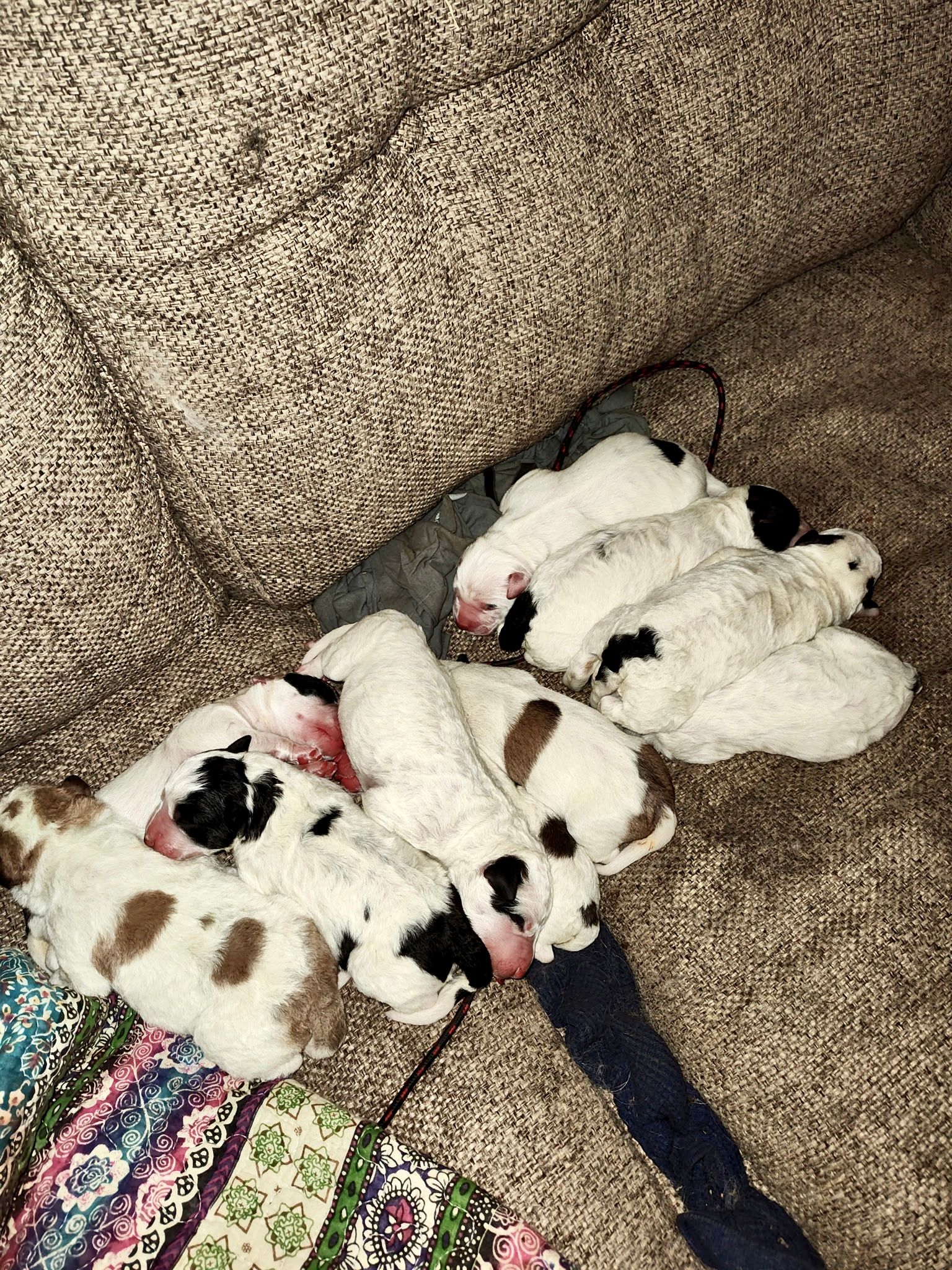 Bonnies 3rd and last litter