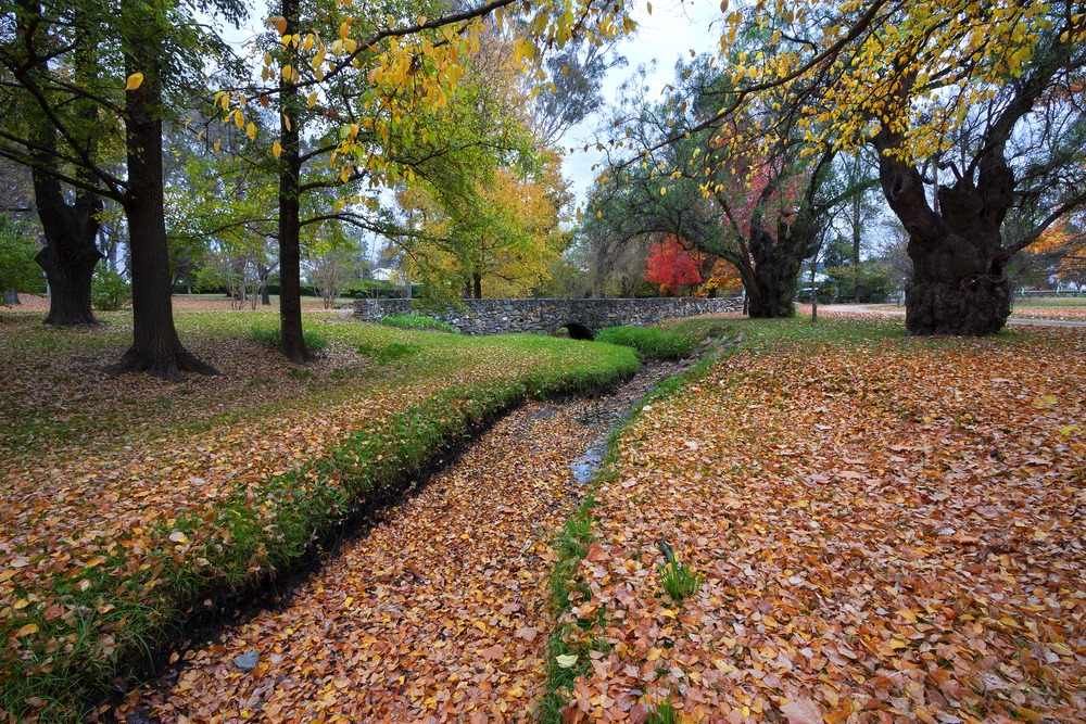 A Stream in a Park Surrounded by Trees and Leaves — Mayne Street Auto in Mudgee, NSW