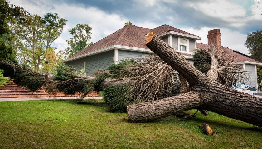 Fallen tree on grass in front of a house after a storm.