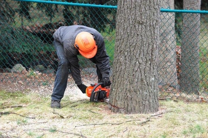 Person in an orange hard hat using a chainsaw to cut a tree trunk next to a chain-link fence.