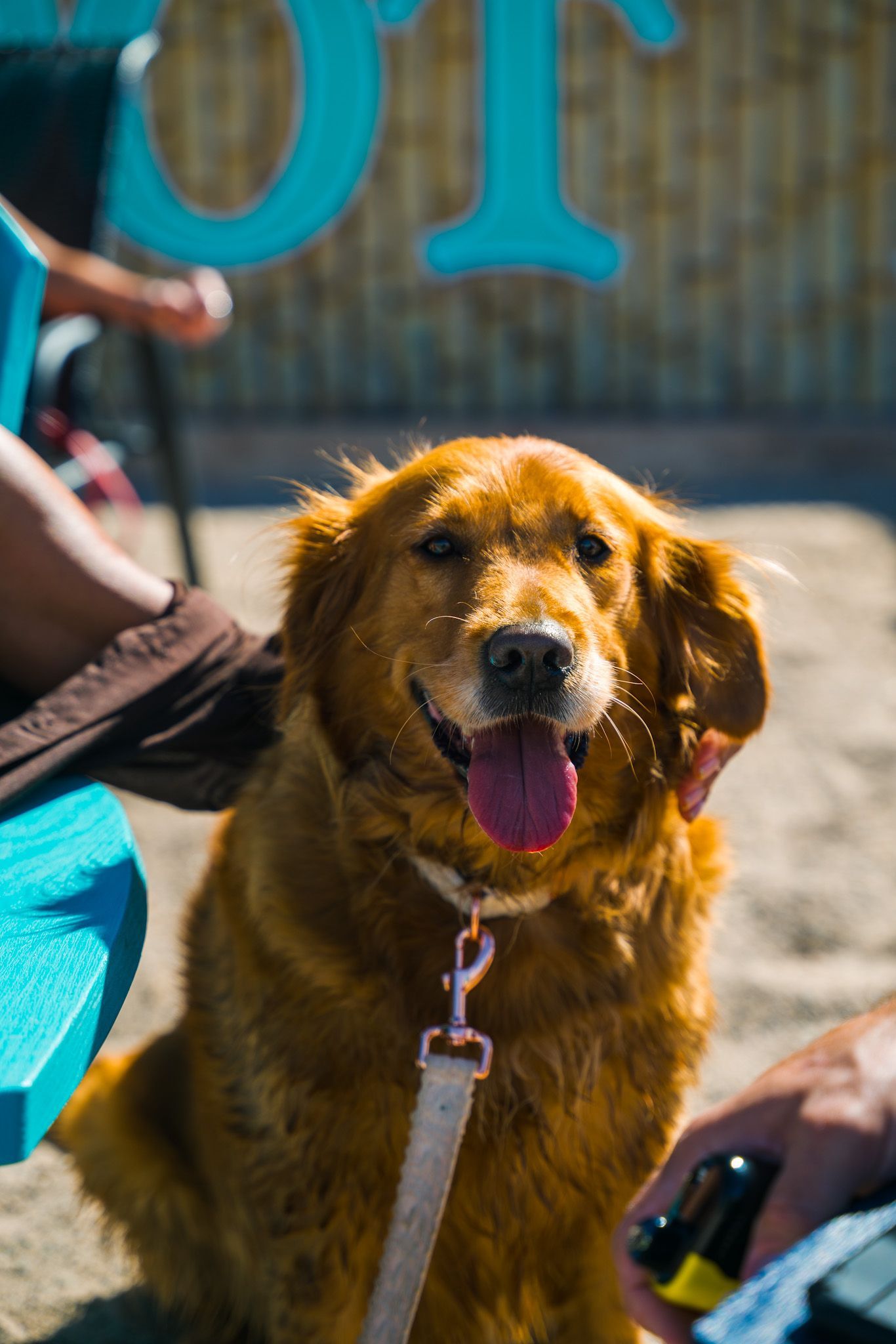 A dog on a leash is sitting on the beach next to a person.