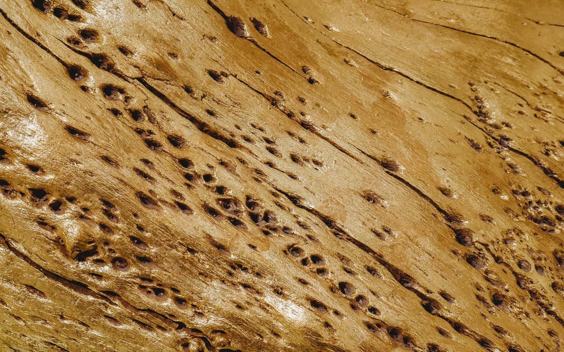 Tips for Preventing Termite Infestations