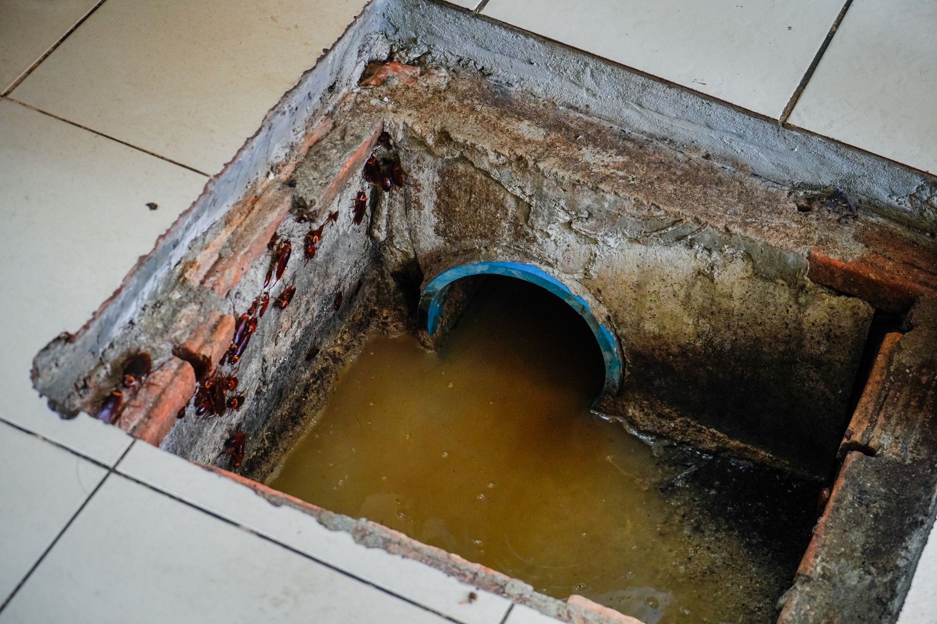 Open sewer drain filled with murky water and a blue pipe in a brick structure, set in tiled floor.