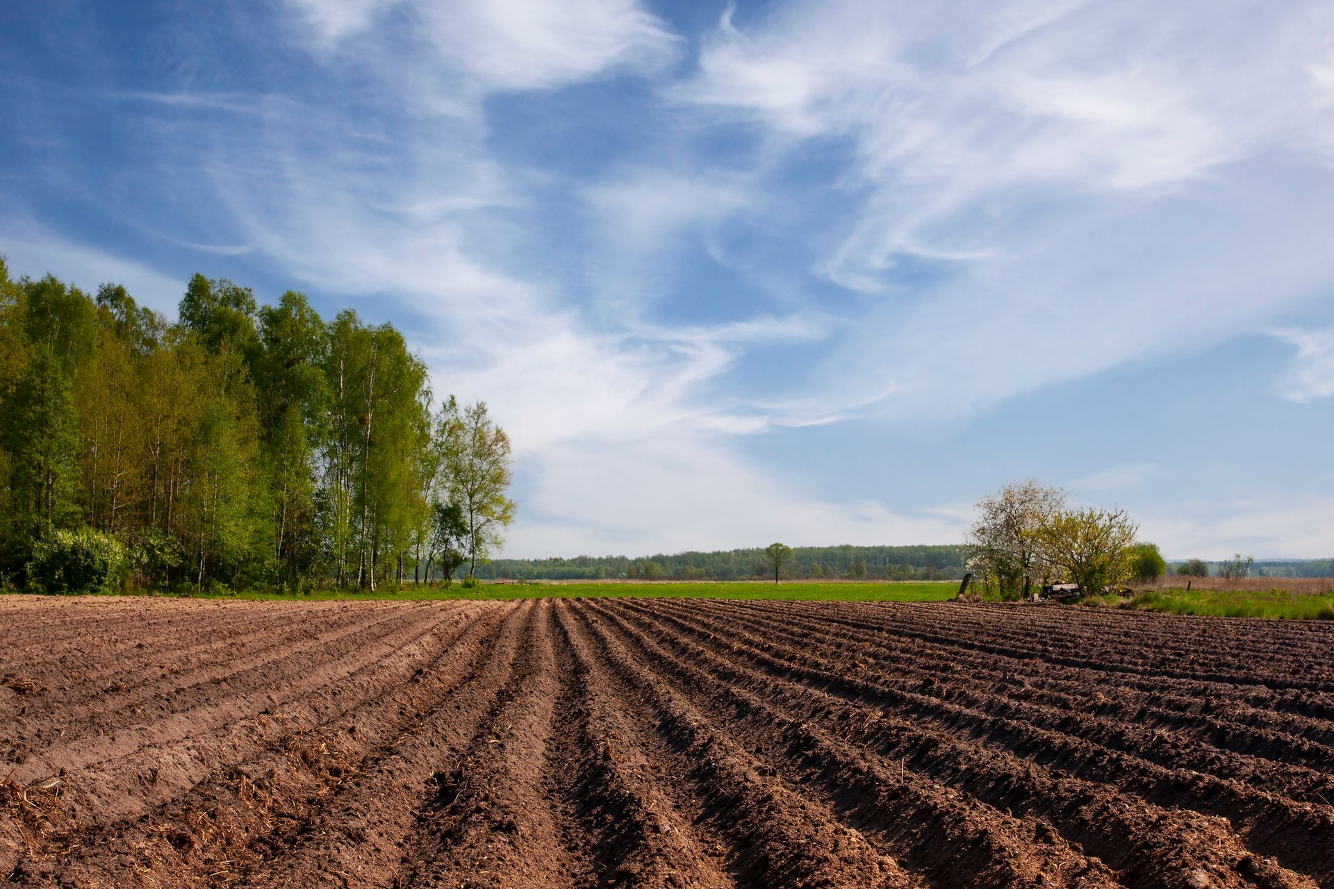 Plowed field with dark soil and rows, trees on the left, under a blue sky with wispy clouds.