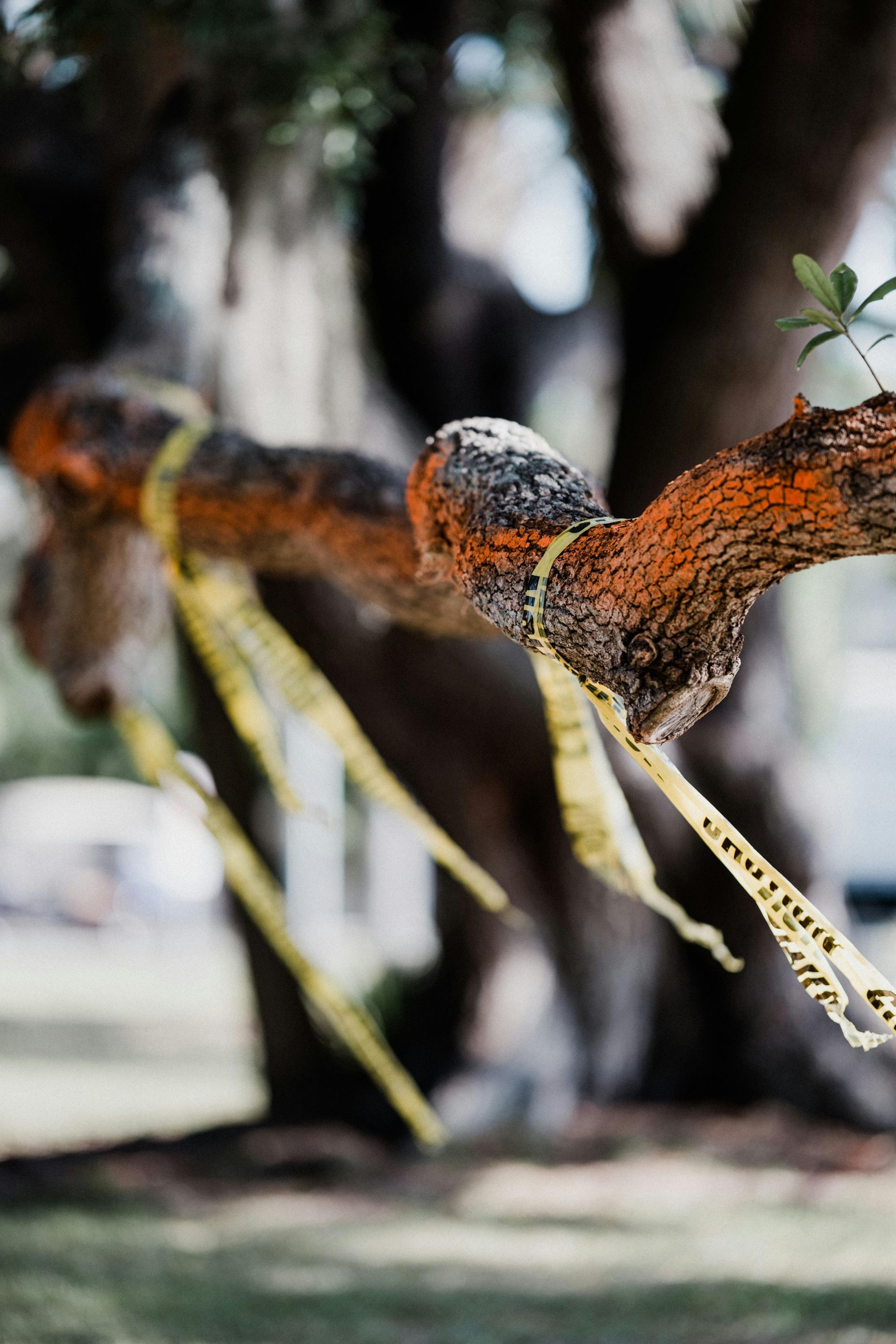 A tree branch with bright orange paint and yellow caution tape is in a blurred outdoor setting.