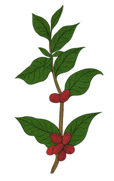 Coffee plant branch with green leaves and red coffee cherries.