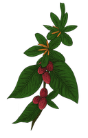 Coffee plant branch with green leaves, red berries, and yellow flowers.