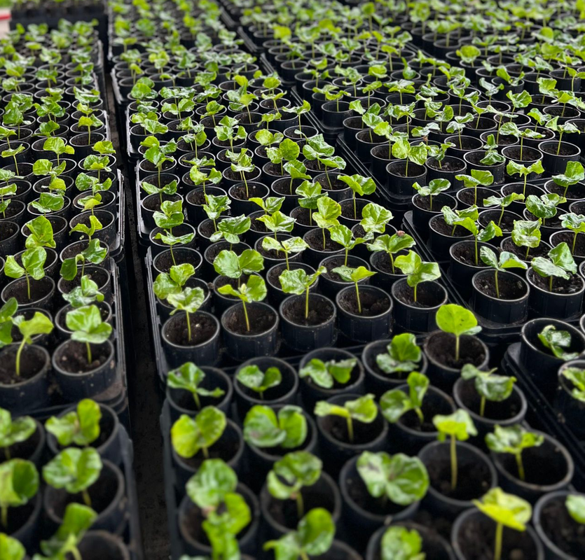 Seedlings in black pots in a greenhouse. Rows of young plants with green leaves.