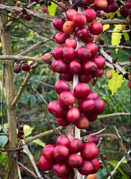 Red coffee cherries cluster on a coffee plant branch, with some unripe green cherries.