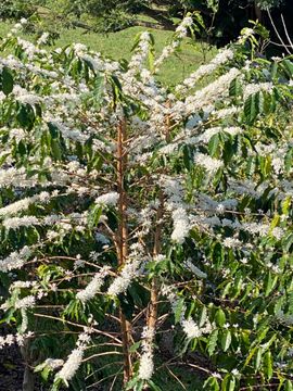 Coffee plant in full bloom with white flowers and green leaves.