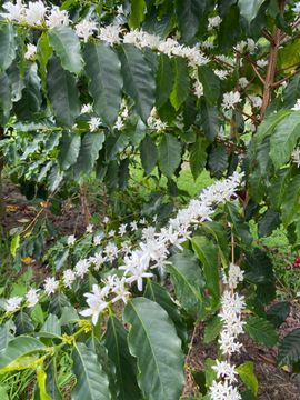 Coffee plant in bloom with white flowers, green leaves, outdoor setting.