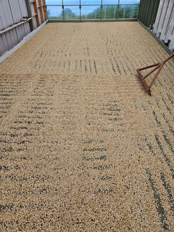 Tan coffee beans drying on a large platform, raked into rows, in a well-lit enclosed space.