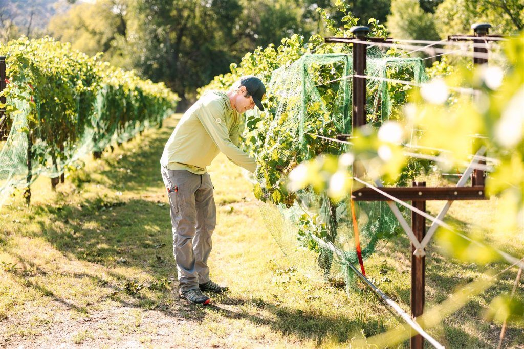 Man in vineyard, pruning vines, sunlight, green and brown, rows of grapes.