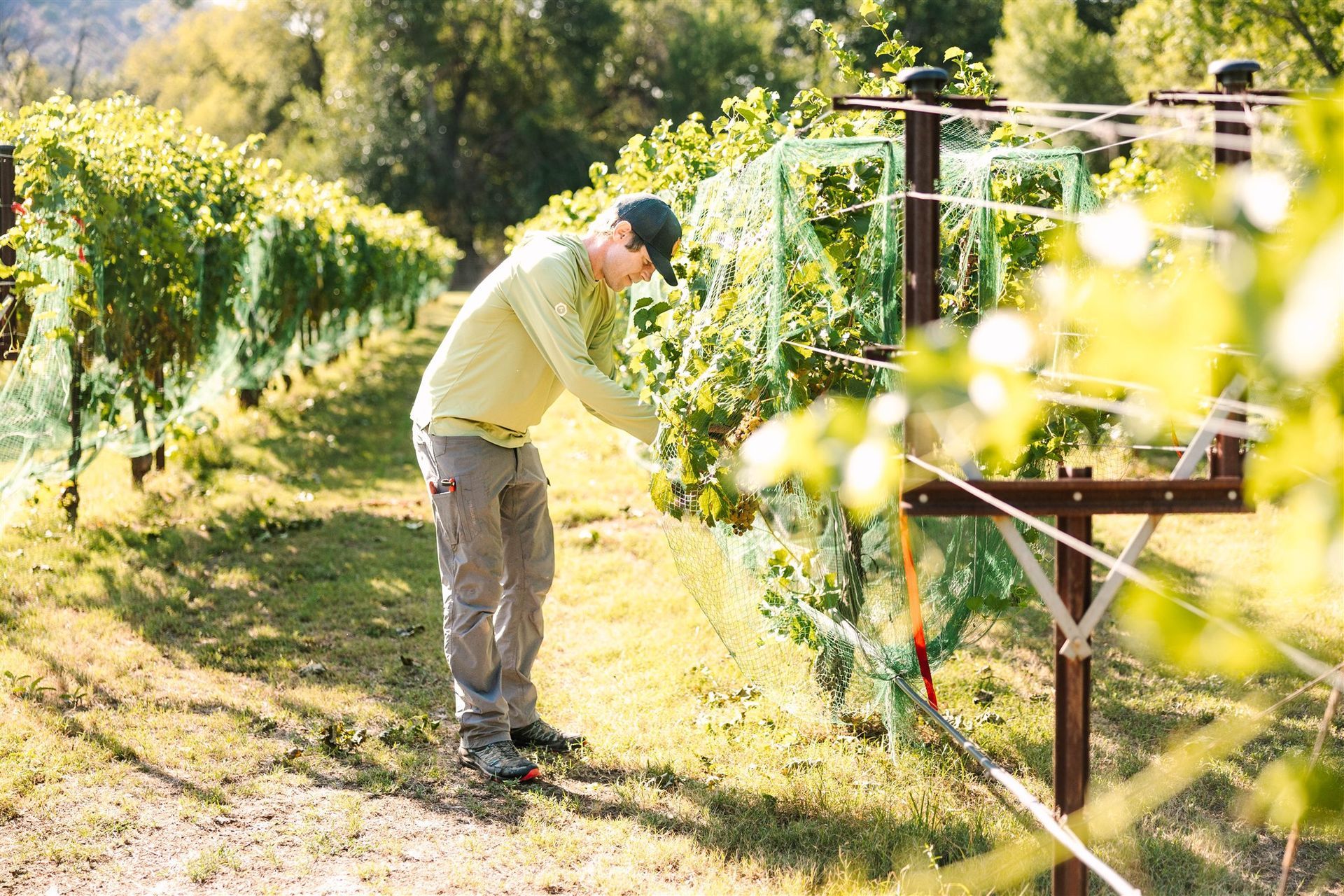 Man tending grape vines in a vineyard, sunny day. He wears a cap, long sleeves, and tan pants.