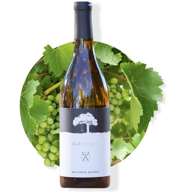 Wine bottle with black label, tree logo, surrounded by green grapes and leaves.