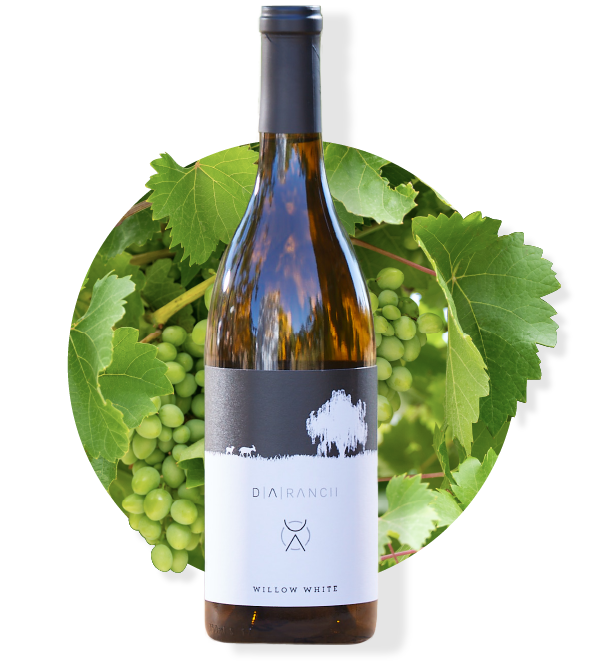 Bottle of white wine with black and white label, surrounded by grapes and vines.