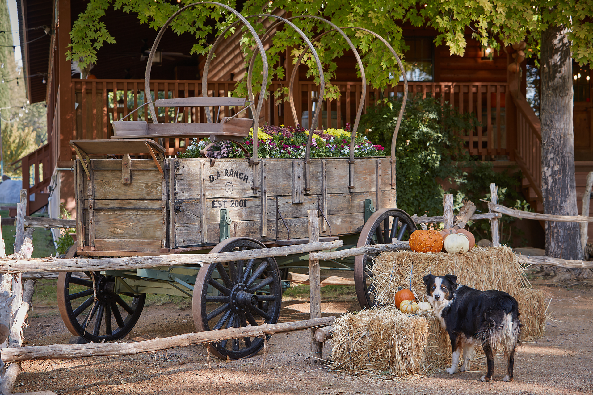 Wooden wagon filled with flowers and pumpkins; dog sits near hay bales.