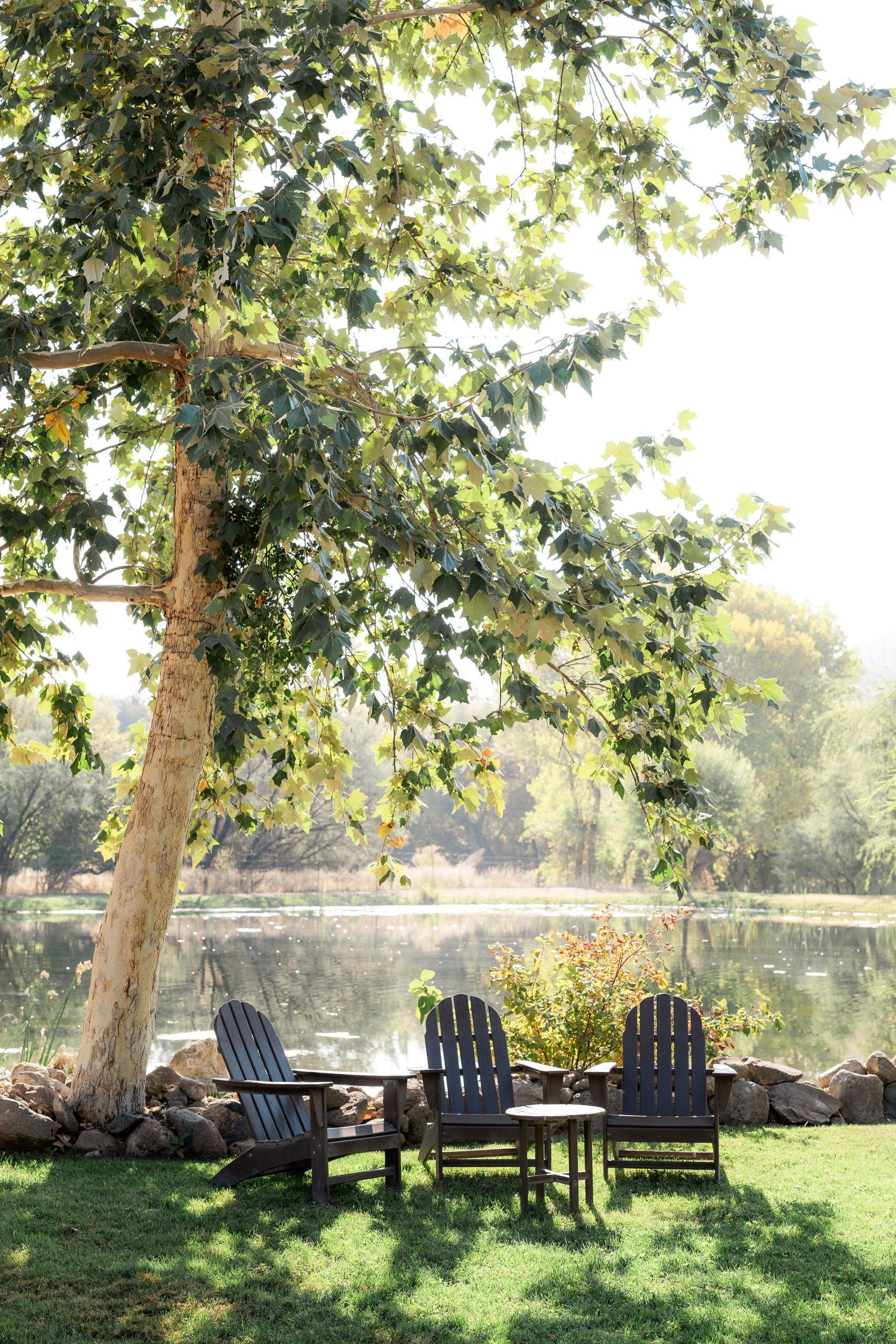 Three Adirondack chairs near a lake, shaded by a tree. Green grass and sunny atmosphere.