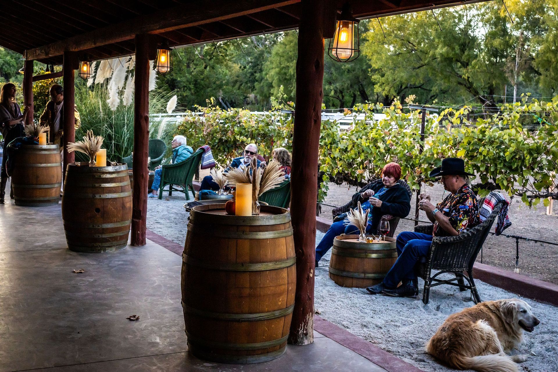 People relax at a winery, seated at barrels and chairs under a covered patio with vines, a dog nearby.