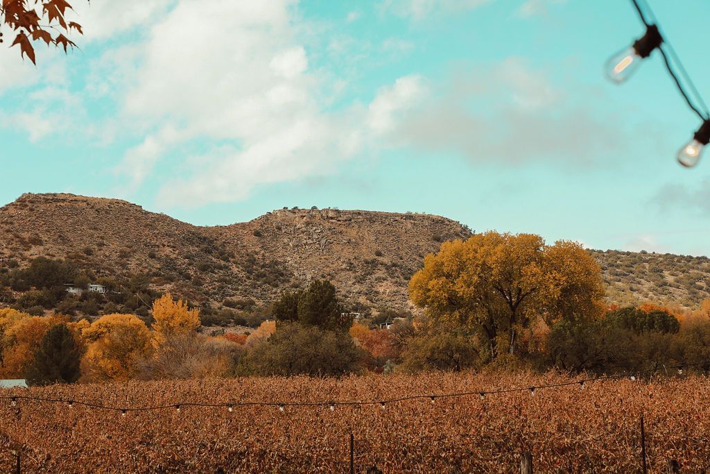 Vineyard in autumn with colorful trees against mountain range, under a cloudy sky.