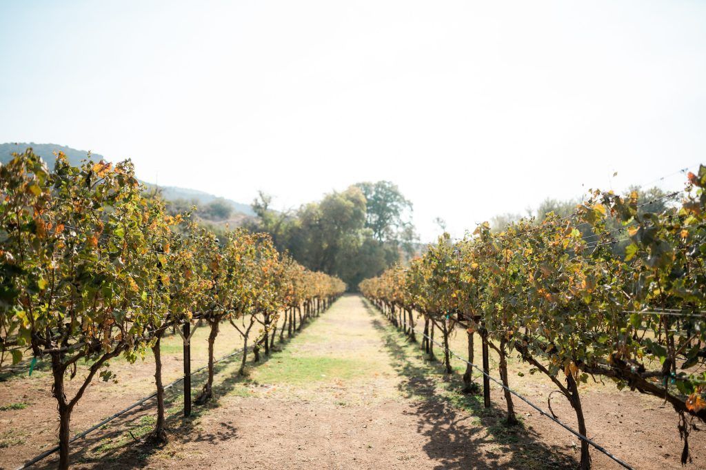 Rows of trees with green and yellow leaves stretch into the distance under a bright sky.