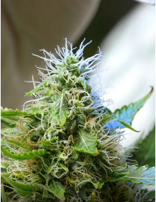Close-up of a cannabis bud with light green and white hairs, set against a blurred background.