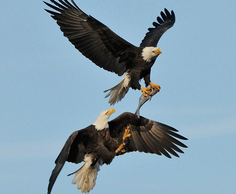 bald eagles at heinz refuge