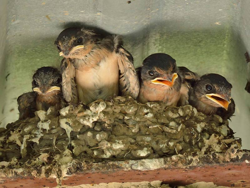 barn swallows at heinz refuge