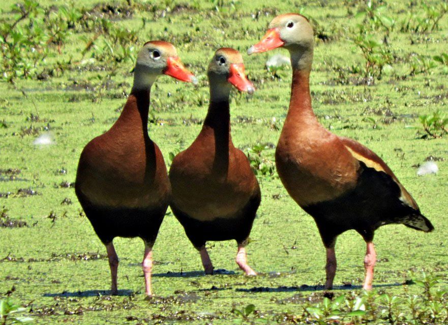 heinz refuge Black Bellied Whistling Ducks