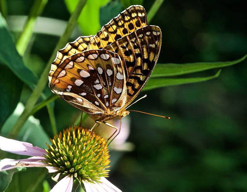 heinz refuge butterfly