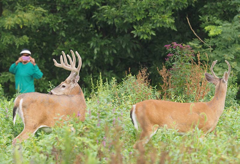 deer at heinz refuge