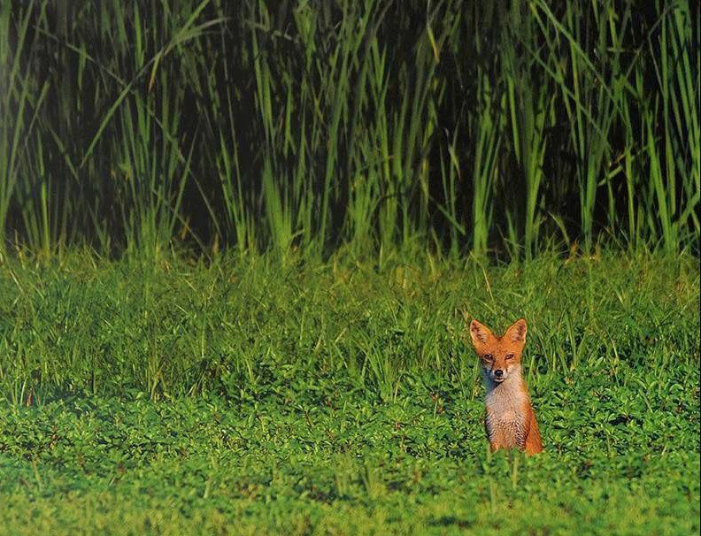red foxes at heinz refuge