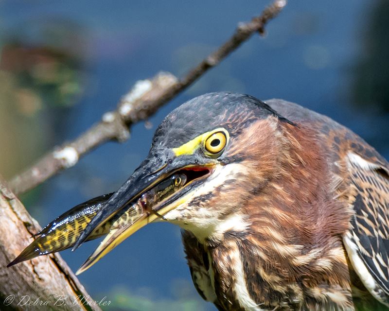 heinz refuge green heron