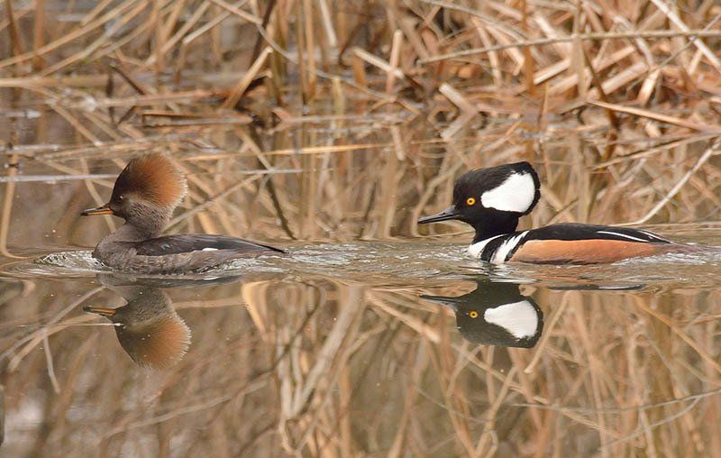 heinz refuge hooded Merganser
