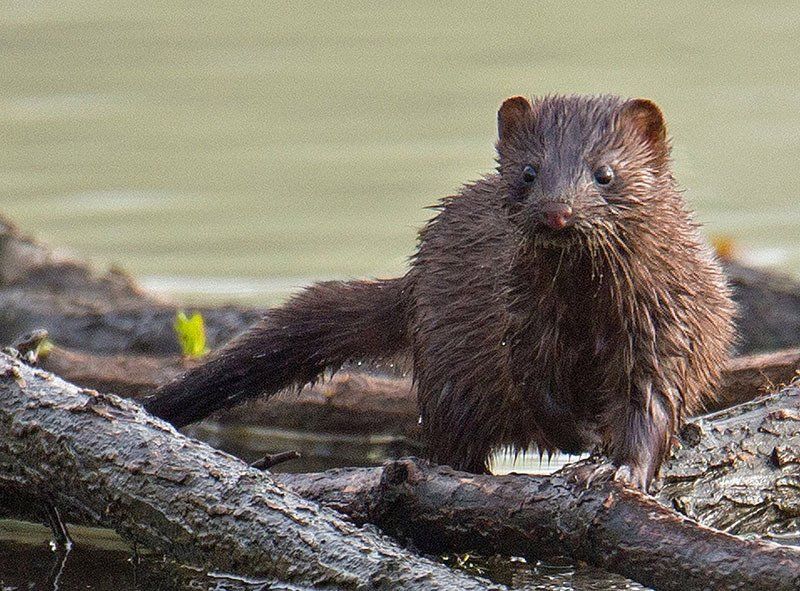 american mink