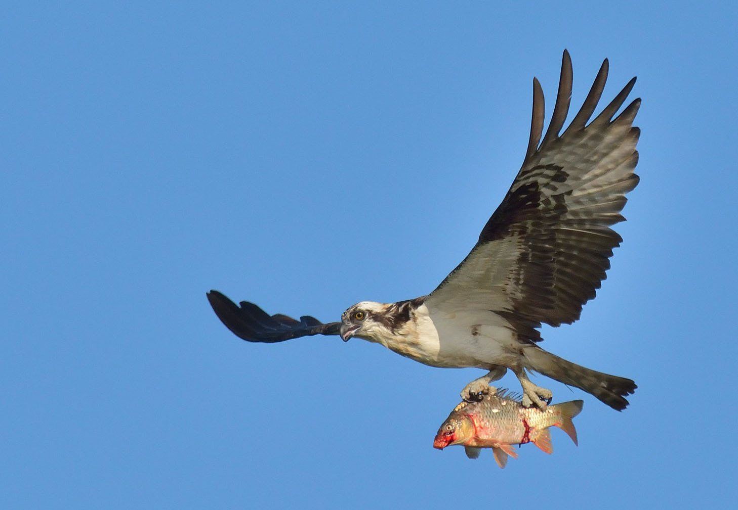 osprety at heinz refuge
