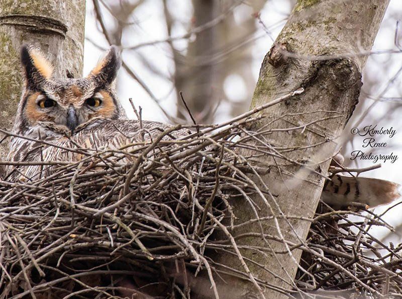 heinz refuge owl