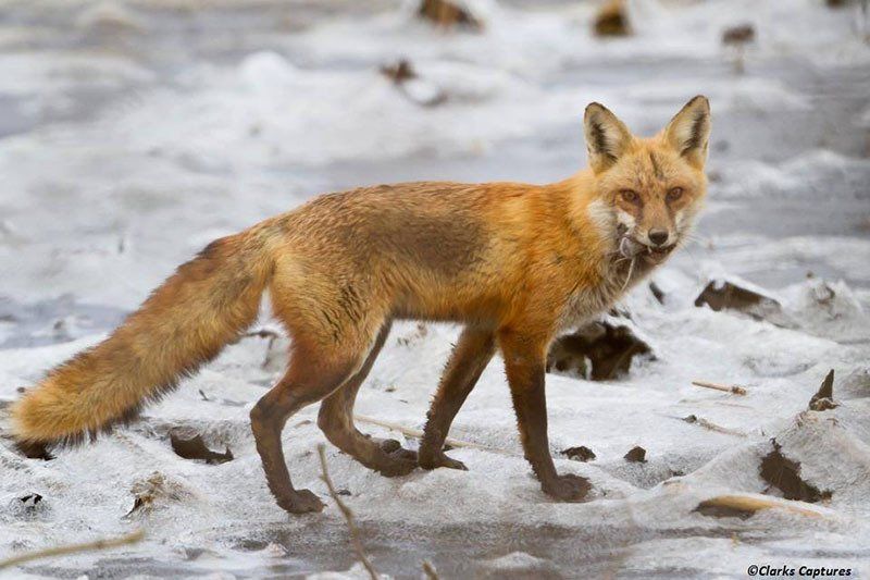 heinz refuge red fox