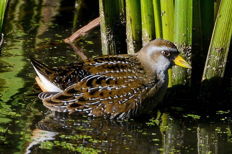 heinz refuge sora bird