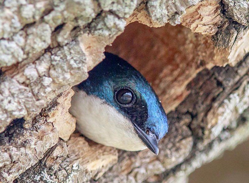 heinz refuge tree swallow