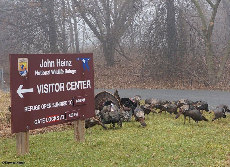 wild turkeys at heinz refuge