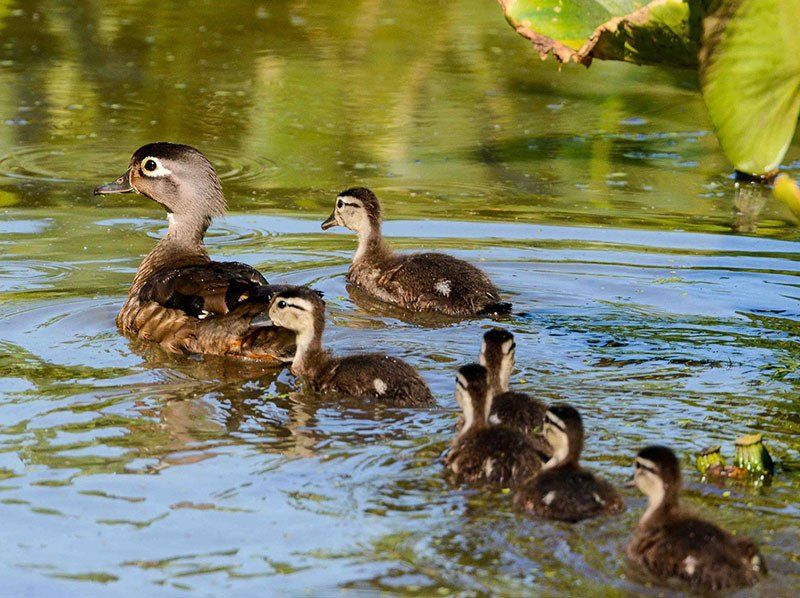 wood duck at heinz refuge