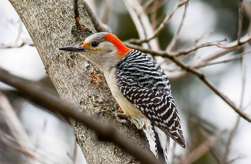 woodpecker at heinz refuge