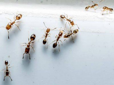 A group of ants are crawling on a white surface.