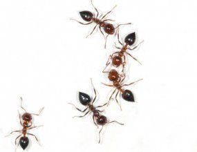 A group of ants are standing next to each other on a white background.