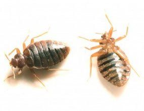 Two bed bugs are sitting next to each other on a white surface.