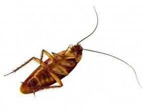 A cockroach is laying on its back on a white background.